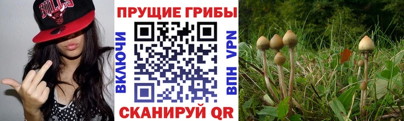 Галлюциногенные грибы Magic Shrooms  Торжок 